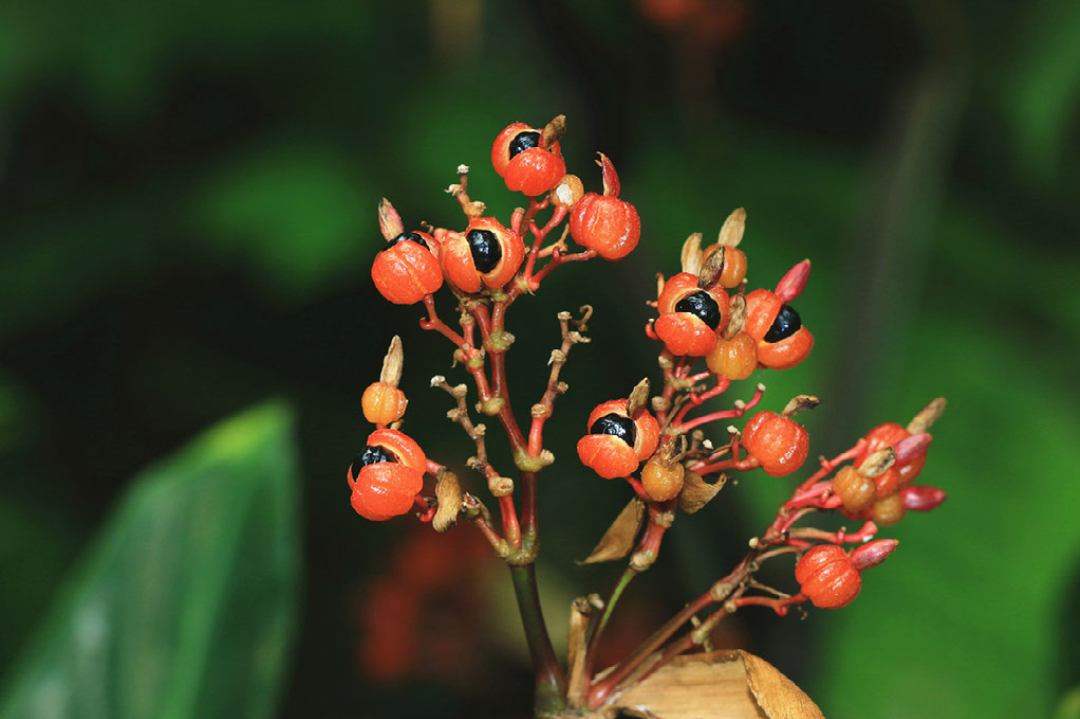 Is Guarana Nature's Adderall?